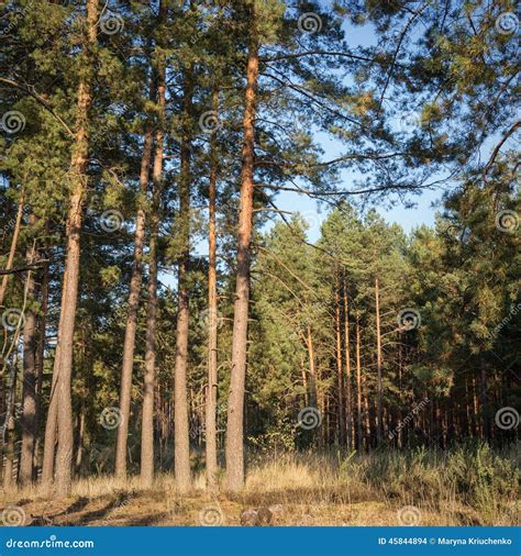 Tall Pine Trees At The Edge Of Dense Forest Royalty Free Stock Image