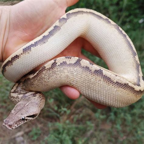 Ivory Blood Python Female ~15ft