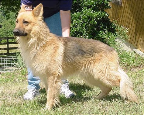 Large German Shepherd Dog Studs