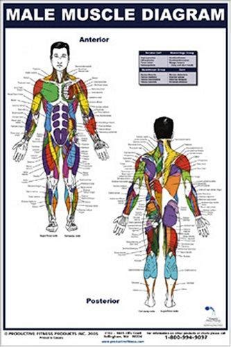 Male Muscle Diagram By Andre Noel Potvin Open Library
