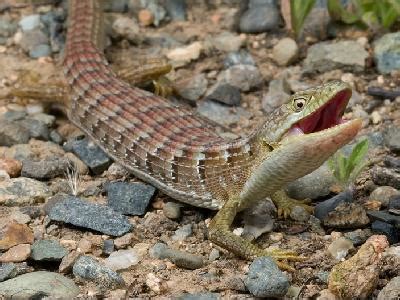 Maybe you would like to learn more about one of these? Southwestern Center for Herpetological Research - Lizards ...