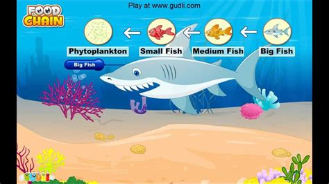 Phytoplankton Food Chain In The Ocean