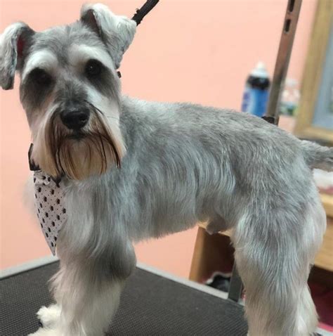 20 Best Schnauzer Haircuts For Dog Lovers The Paws Schnauzer Cut