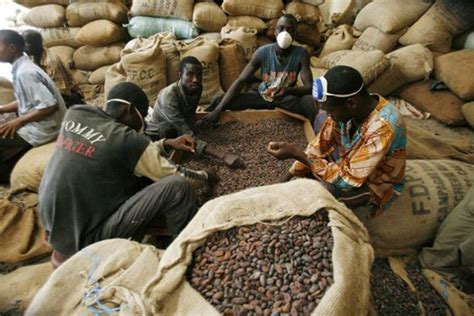 Cacao La Côte Divoire Veut Bloquer Sa Production à 2 Millions De Tonnes News