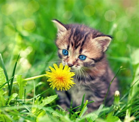 Kitten On The Grass Stock Image Image Of Fresh Domestic 47035097