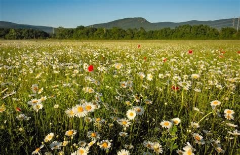 Premium Photo Daisies In The Field Near The Mountains Meadow With