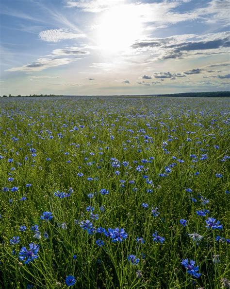 Field Of Flowering Cornflowers Blue Flowers Of Cornflowers On The