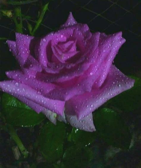 During The Night Purple Roses Beautiful Flowers Flowers