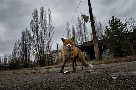 Pripyat Chernobyl Animals Kremi Png