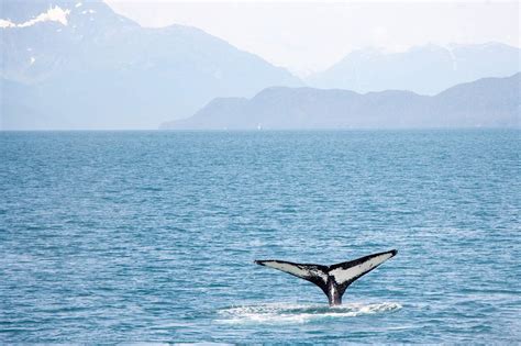 50 Incredible Blue Whale Facts For You To Find Out