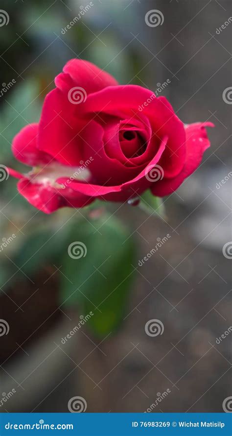 Red Rose Blooming Stock Image Image Of Background Love 76983269