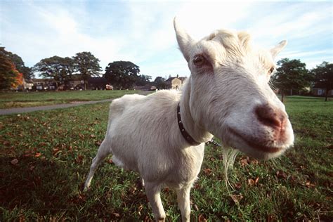 Goat Hair Pheromone Puts Female Goats In The Mood Say Goat Arousal