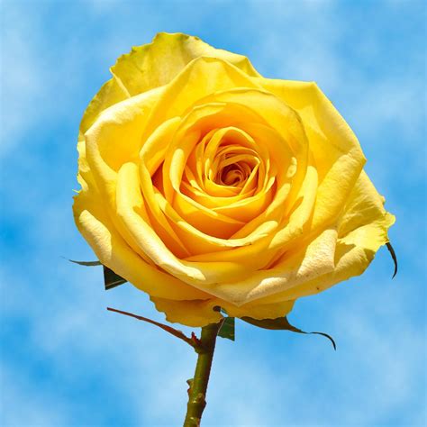 Globalrose Fresh Yellow Roses 100 Stems 100 Yellow Roses Md The