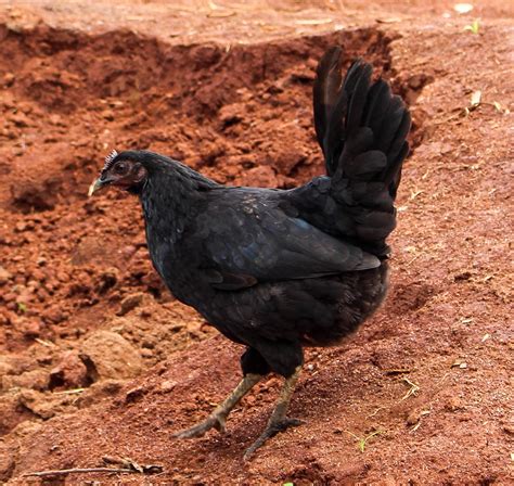 Find your job and apply easily, un job, local job. Hen | Local village hen, SNNPR, Ethiopia. 15 June 2016 ...