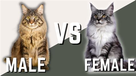 Male Maine Coon Cat Vs Female Maine Coon Cat Youtube