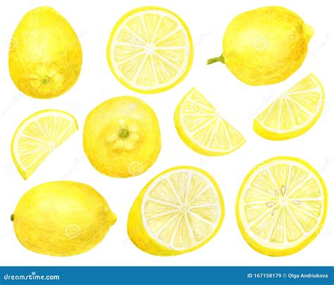 Watercolor Fresh Lemon Set Hand Drawn Botanical Illustration Of Yellow