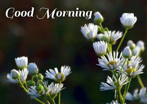 20 Flowers Good Morning Images Good Morning Images Love