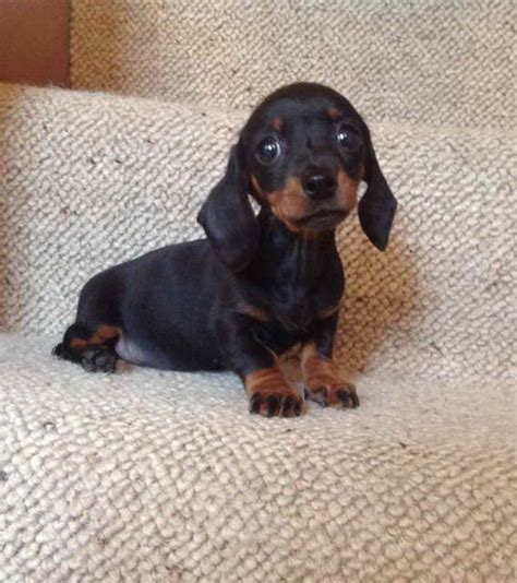 43 Dachshund Puppies For Sale Indianapolis Pic Codepromos