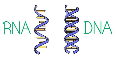 DNA Vs RNA Differences Similarities Expii