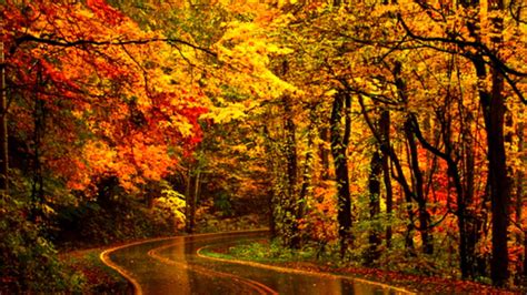 Road Between Colorful Autumn Trees During Rain Hd Nature Wallpapers