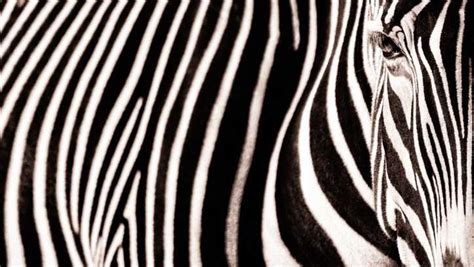 Caro and a colleague, martin how, went to hill livery, a horse farm moonlighting as an orphanage something similar could be happening as flies approach zebra stripes. Zebra found dead after struggling in frigid weather in Indiana