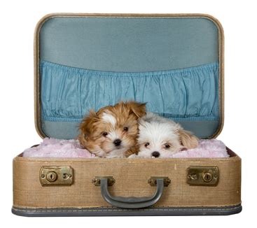 Blog blogs cute puppies pet care pet care tips petland petland puppies petland texas puppies puppy travel travel checklist. How To Travel With a Dog:What to Do, Where to Stay and What to Bring