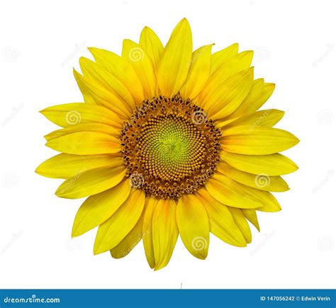 Closeup Of A Sunflower In High Resolution Image Stock Photo Image Of
