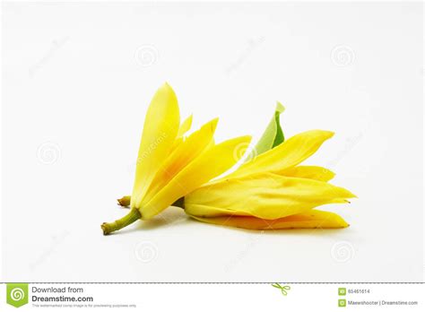 'it must have been of great 'and if i might adwise, sir,' added mr. Campaka ylang ylang stock photo. Image of kantali, naturel ...