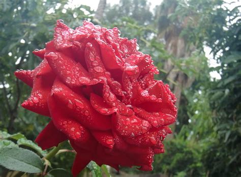Rose Rain Red Wet Rose Fresh Dew Bonito Mist Flower Rain Hd