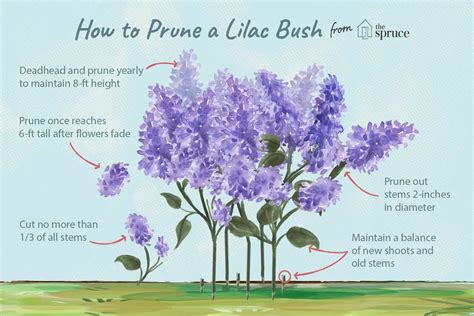 How To Prune Lilac Bushes Lilac Bushes Prune Lilac Bush Lilac Plant