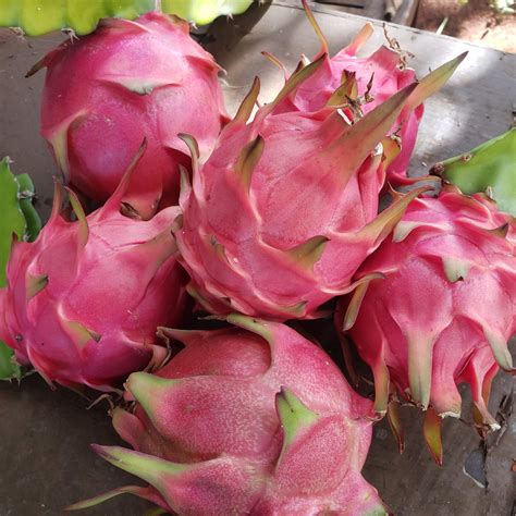 30 Fascinating Facts About Dragon Fruit