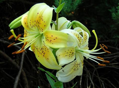 Yellow Tiger Lily Some Get Si Photo By Afterdark On Garden Showcase