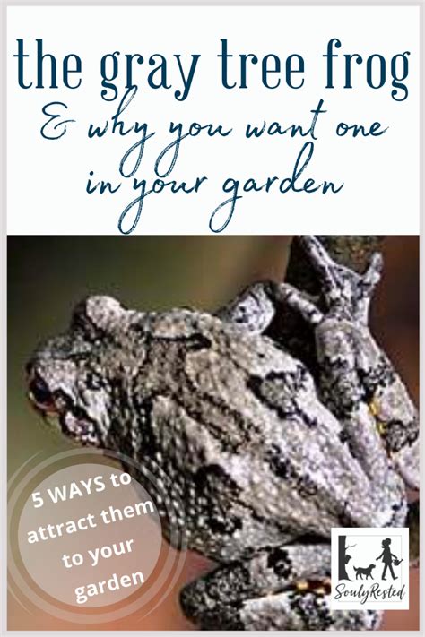 Frogs and other amphibians tend to congregate around water sources (ponds, streams, and i suppose in some misdirected cases, swimming pools). Attracting Frogs & Toads to Your Garden » SoulyRested in ...