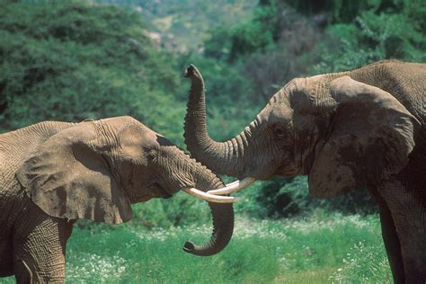 Two African Elephants Touching Trunks Photograph By Mark Kostich Pixels