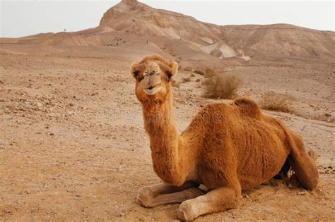 What was the incense trade route? Camel in desert in Israel stock photo. Image of isolated ...