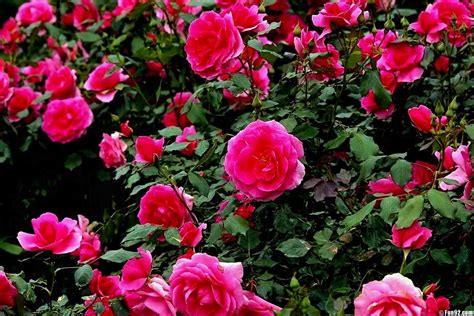 Best Of Full Screen Beautiful Pink Rose Garden Wallpaper Hd Wallpaper