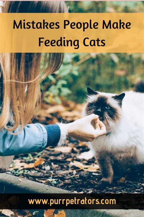 Mistakes People Make Feeding Cats Purrpetrators