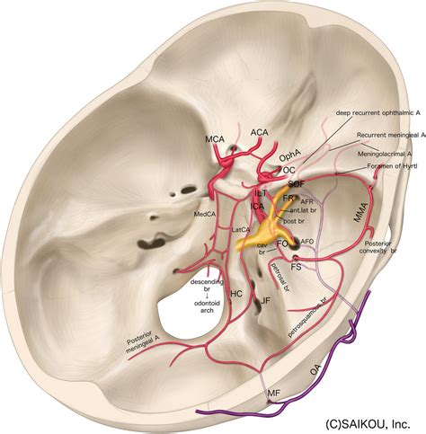 Functional Arterial Anatomy Of The Cranial Base Stroke Vascular And Interventional Neurology