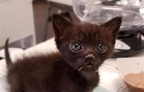 Premature Kittens Journey Best Friends Animal Society