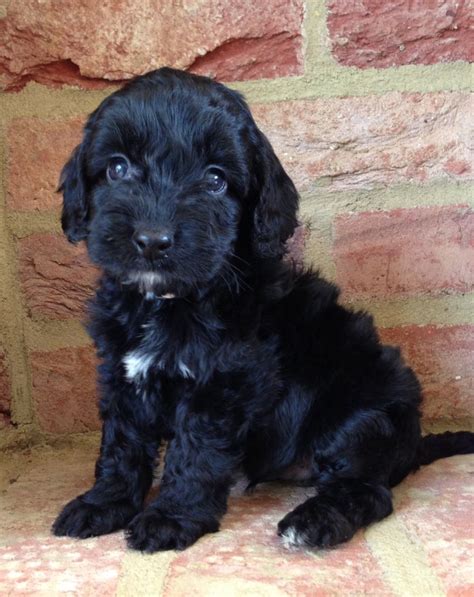 Cockapoo puppies are adorable, and it's one of the reasons they are so popular. Cockapoo - Puppies, Rescue, Pictures, Information ...
