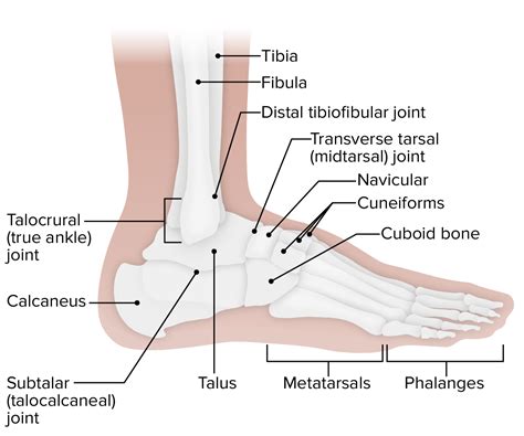 Parts Of Talus Bone