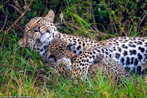 mother leopard looks contented as she gives her cub a hug hot lifestyle news