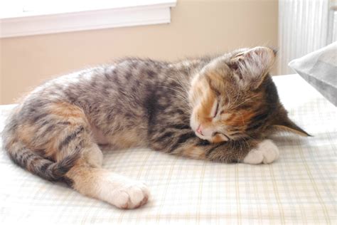 Where Kitten Sleep Anna Blog