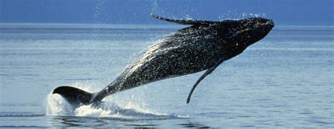 The Faroe Islands Whale Hunt Saving Earth Encyclopedia Britannica