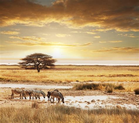 Los Mejores Safaris De África Para Recorrer A Pie Viajes Carrefour
