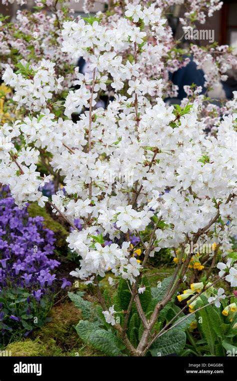 Prunus Nipponica Var Kurilensis Brilliant Stockfotografie Alamy