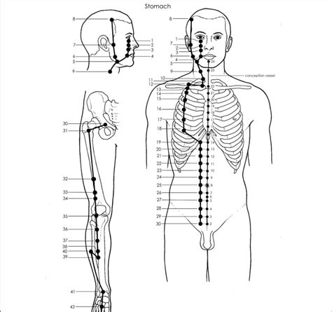 Acupuncture Stomach Meridian Good Shepherd