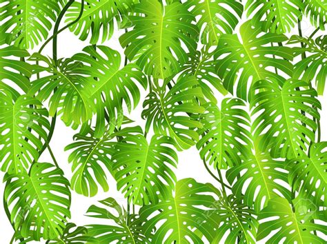 Free Jungle Leaves Cliparts Download Free Clip Art Free