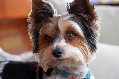 American Kennel Club Recognizes Biewer Terrier A Yorkie Descendent And