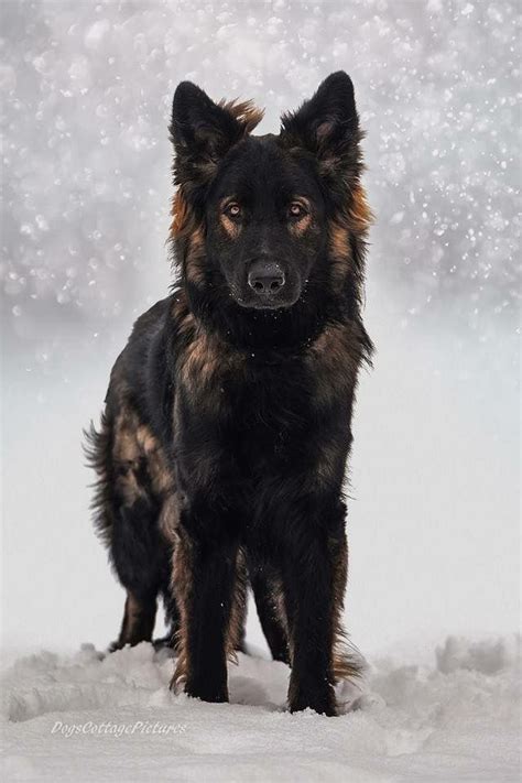 Black Sable Ddr Long Coat Gsd Dogs Shepherd Puppies Dog Breeds